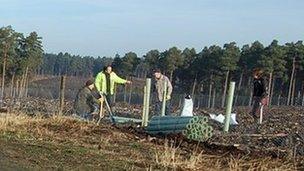 Volunteers planting trees