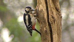 Woodpecker