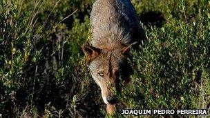 Iberian Wolf