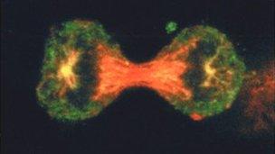 Cell on the point of division