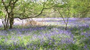 Bluebells in Ryton Woods - Warwickshire Wildlife Trust