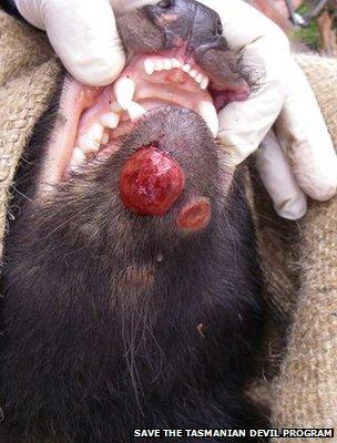 Lesion on a Tasmanian devil (Image courtesy of Save the Tasmanian Devil Program)