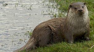 Otter (Nicholas Armitt)