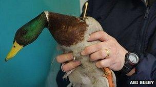 Duck shot with crossbow. Photo courtesy of Abi Beeby