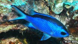 Blue reef fish