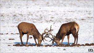 Deer feeding in the snow at Wollaton Park, Nottingham