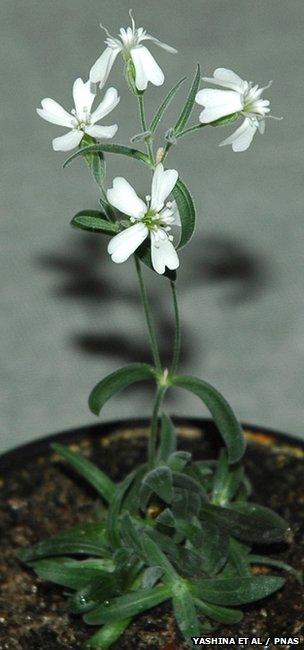 Silene stenophylla