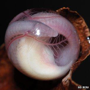 Chikilidae egg