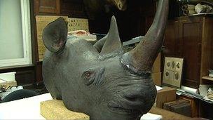 Rhino head at Norwich Castle Museum