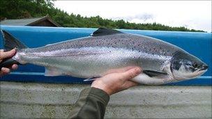 River Lochy salmon