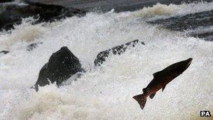 Leaping salmon