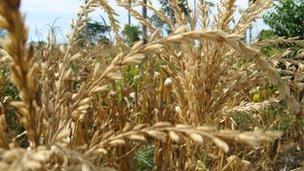 Maize yellowed by the drought