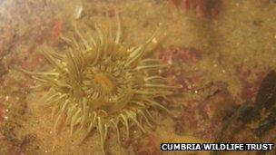 The snakelocks anemone