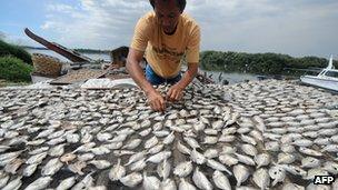 A fisherman arranges dried fishes