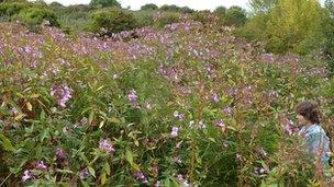 Himalayan balsam