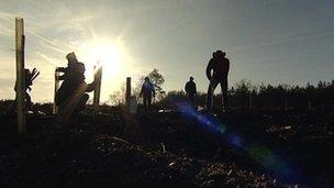 Replanting at Swinley Forest