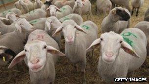 Merino and German black face ewes