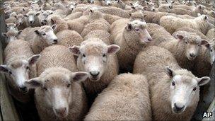 A flock of sheep