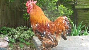 Cockerel (generic)