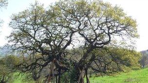 The Domesday oak tree at Ashton Court