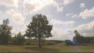 A scene in the Ashdown Forest