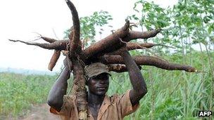 A Nigerian farmer carries a bunch of cassava roots in Osun state