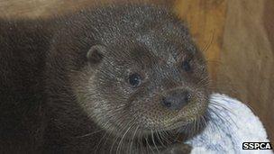 Young otter Roy. Pic: SSPCA