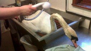 Swan being treated at Swan Lifeline in Eton, Berkshire