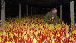 Inside a forcing shed