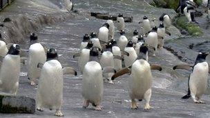 Penguin parade