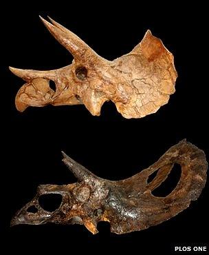 Skulls of Triceratops and Torosaurus