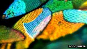Tiny scales on a diamond weevil's wing