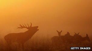 Red deer