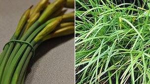 Daffodils (l) and Chinese chives