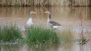 Birds in the Colin Best Nature Reserve: a pair of feral graylag geese