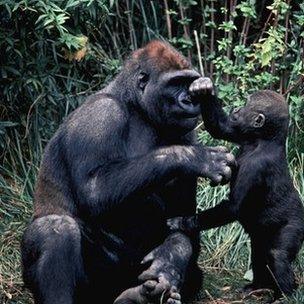 Gorilla and child