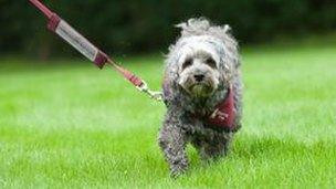 A hearing dog