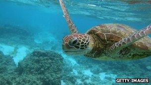 File photo: Great Barrier Reef