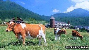 Guernsey cows in Japan