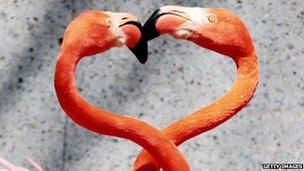 Flamingos wrap their necks in the shape of a heart