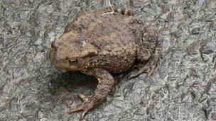 A toad on a road