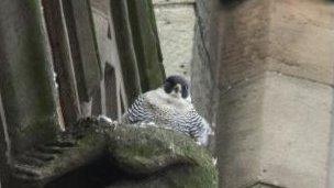 Peregrine falcon at Derby Cathedral