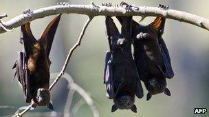 File picture taken 20 July, 2011 of fruit bats as they hang from a tree in Gayndah, South Eastern Queensland