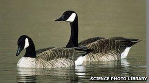 Canada geese. Photo: Science Photo Library