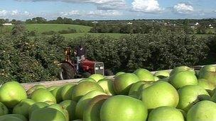 bramley apples