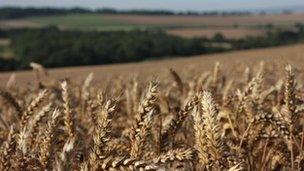 A field of wheat