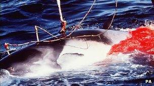 Minke whale harpooned by Japanese whalers (file photo)