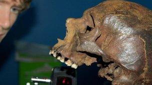 A skull from the Mary Rose