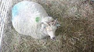 Sheep in a pen at Wimpole Hall, Cambridgeshire