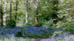 Bluebells in Chaddesden Wood